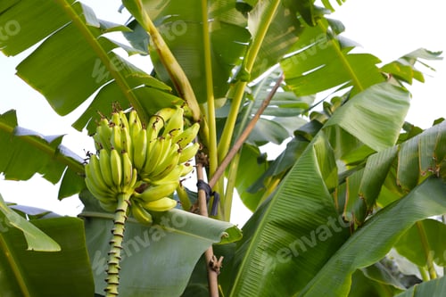 Preview: Bunch of fresh green bananas hanging from a banana tree