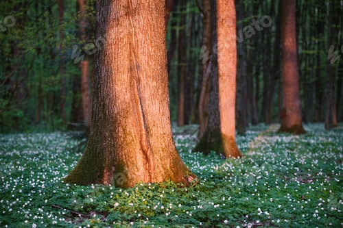 Preview: Flowering spring forest