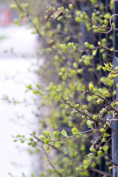 Preview: Branches of a bush with green leaves peeking through a wrought-iron fence.