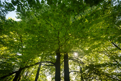 Preview: Canopy of woodland trees, Pecina Megara near Tarcin, Bosnia and Herzegovina