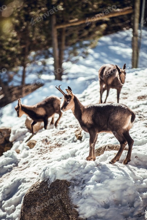 Preview: Goats pasturing on hill between snow