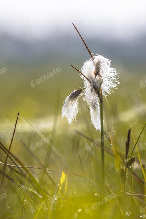Preview: Common cottongrass close up