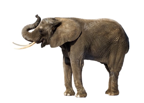 Preview: Elephant