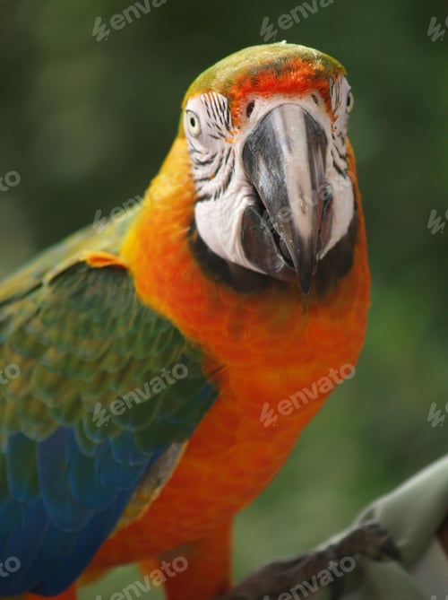 Preview: bird, parrot, Scarlet, Macaw