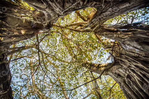 Preview: trees with roots on the walls Ancient Mexico