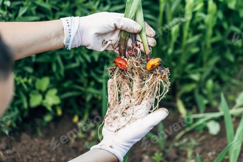 Preview: hands holding gladiolus flower bulb onion before planting