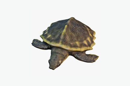 Visualização: Tartaruga fotografando com carapaça listrada em vista lateral