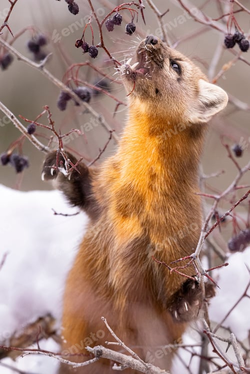 Preview: Marten perched on a snow-covered tree, searching for food