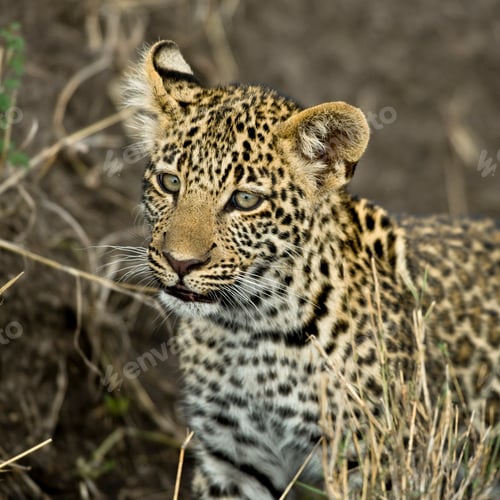 Preview: Close-up of a leopard, Serengeti National Park, Serengeti, Tanzania, Africa