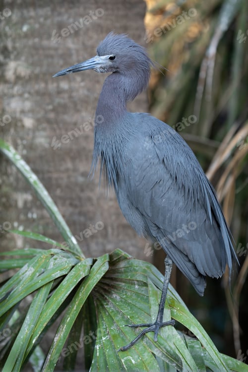 Preview: Little Blue Heron