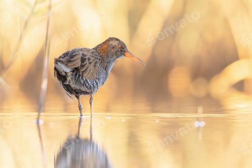 Preview: Water Rail Foraging in Sunset Reflection