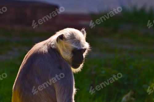 Preview: portrait of a langur, monkey, silhouette