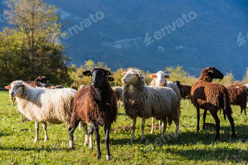 Preview: Sheeps pasture on green grass