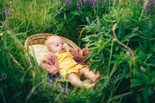 Preview: baby girl in a wicker basket in a green field flowers lupins in nature in the summer in the evening