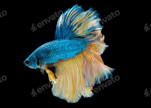 Preview: Colorful with main color of blue and yellow betta fish, Siamese fighting fish