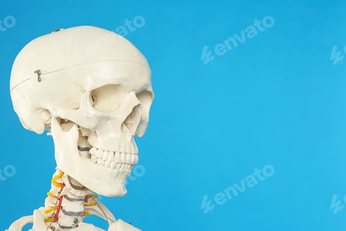 Preview: Artificial human skeleton model on blue background, closeup. Space for text