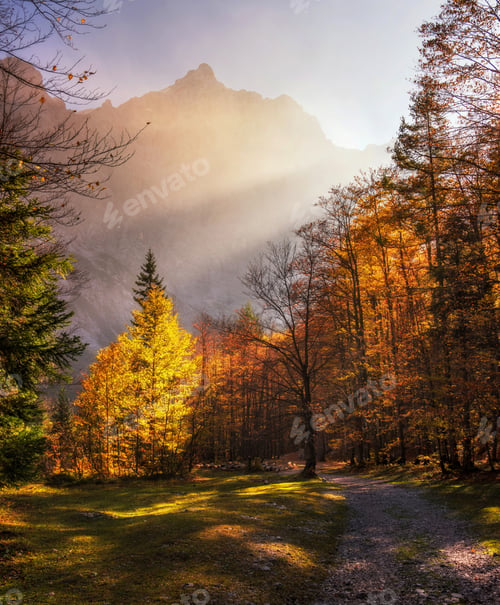 Fall Trees and Mountain in Sunlight