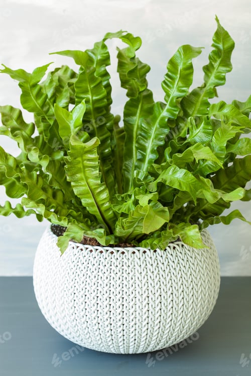 Vista previa: houseplant Asplenium nidus in white pot