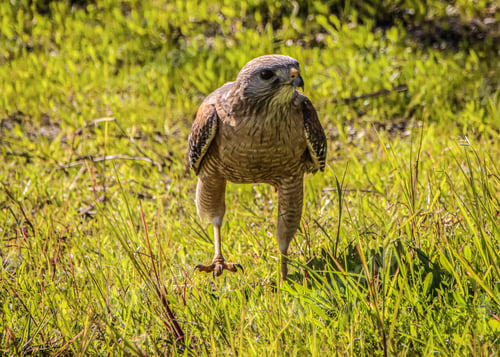 Preview: A Hawk on the ground, strutting his stuff