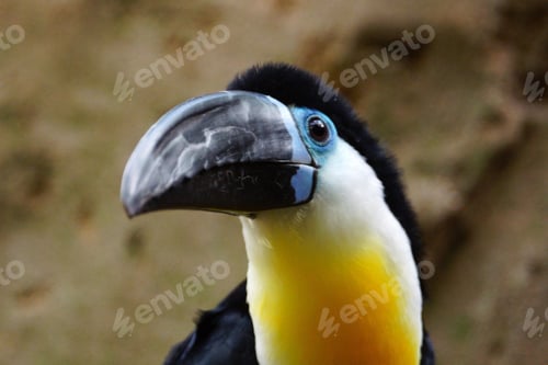 Preview: toucan, bird, colours, tropics