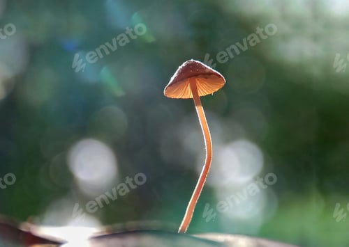 Preview: Mushroom