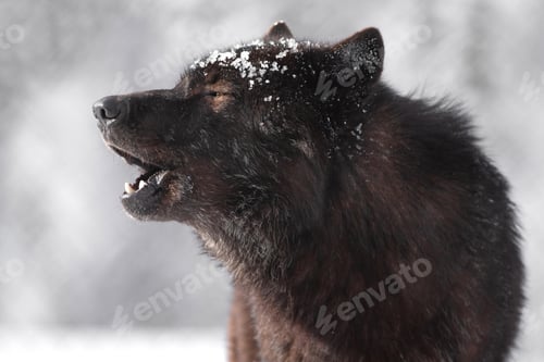 Preview: wolf, howling, wilderness, realistic, powerful