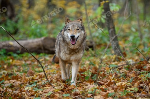 Preview: Close up wolf in autumn forest background