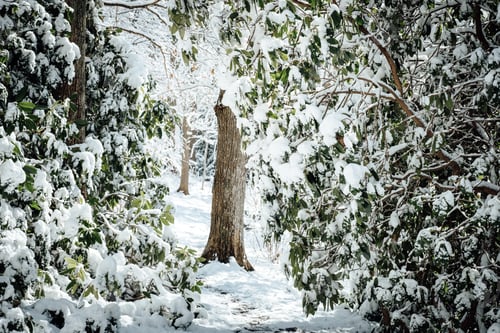 Winter Forest Symphony