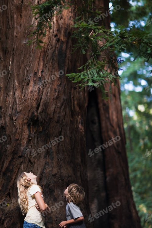 Preview: Two children looking up at a tree