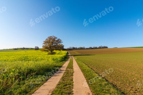 Preview: Beautiful shot of a road in a green field