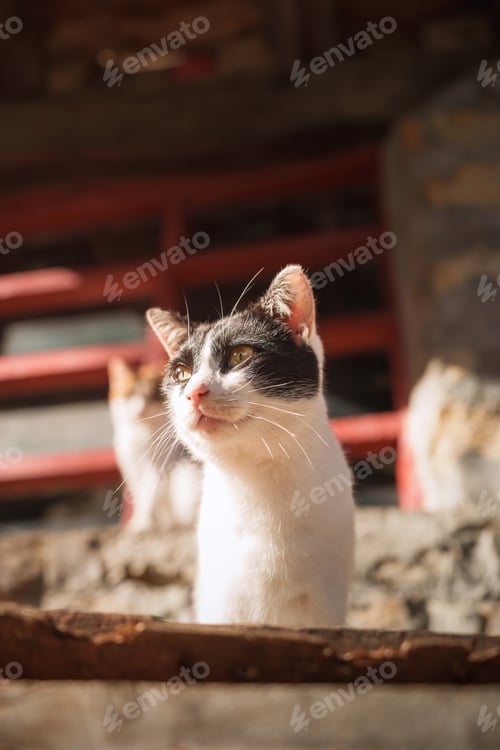 Preview: Curious cat staring with blurred another cat in a barn
