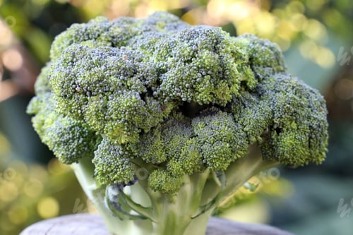 Preview: Close-up of fresh broccoli with a blurred natural background