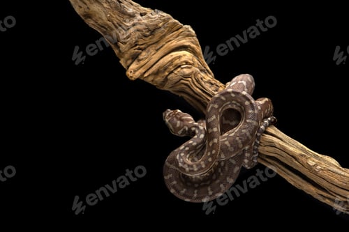 Preview: Jungle Carpet Python hanging on a branch isolated on black background