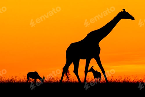 Preview: Silhouette of giraffe and gazelle during golden hour in Masai Mara, Kenya
