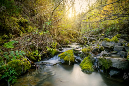 Preview: Beautiful landscape with stream and sunbeams through trees