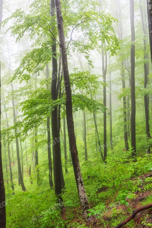Preview: Morning fog in a spring forest