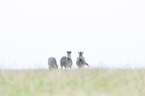 Preview: Three zebra, Equus quagga, walk in short green grass, white sky background