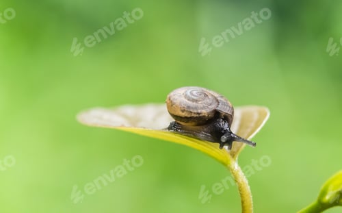 Preview: snail on green leave