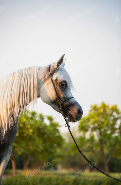 Preview: arabian, horse, mare, stallion, riding