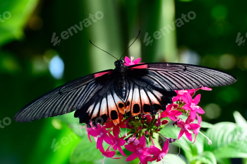 Visualização: Grande borboleta mórmon, (Papilio memnon)