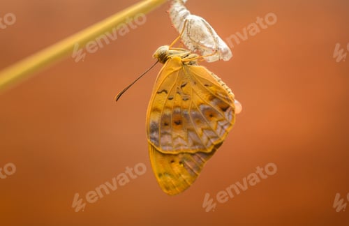 Preview: Common leopard butterfly emerging after completion of metamorphosis.