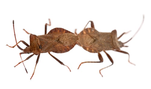 Preview: Dock bugs mating, Coreus marginatus, in front of white background