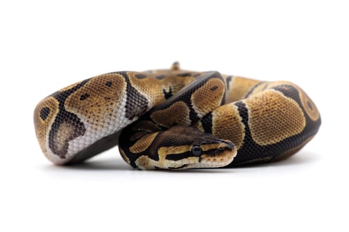 Preview: Snake Ball python isolated on white background
