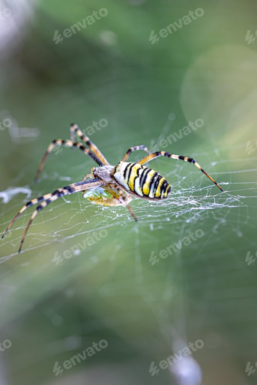 Preview: Yellow black crab spider on blurred background, copy space.