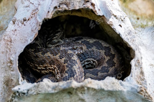 Preview: Close-up Middle Viper or Vipera renardi in a small stone cave
