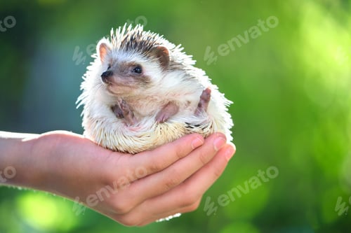 Preview: Human hands holding little african hedgehog pet outdoors on summer day.