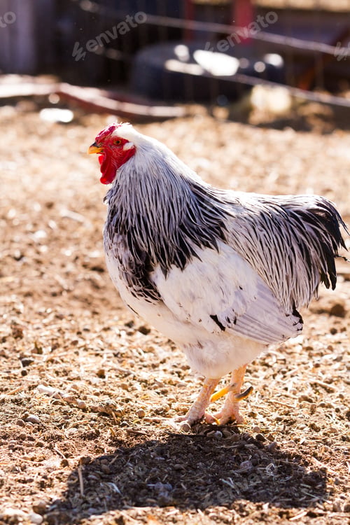 Preview: Free range chickens
