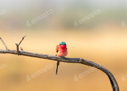 Preview: Southern carmine bee-eater bird perched atop a tree branch in Botswana Safari.