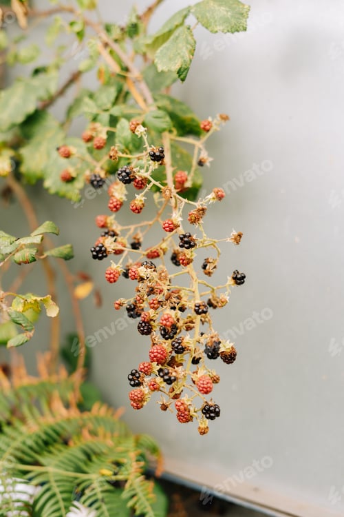 Preview: Wild raspberries on the branch