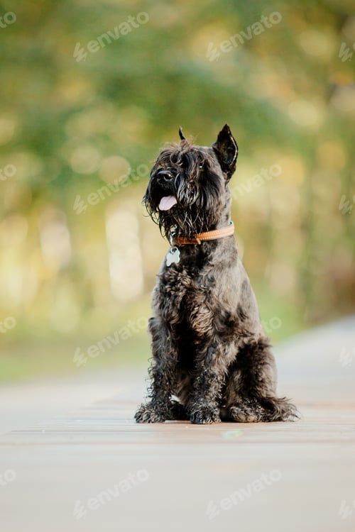 Preview: Miniature Schnauzer dog running. Autumn park